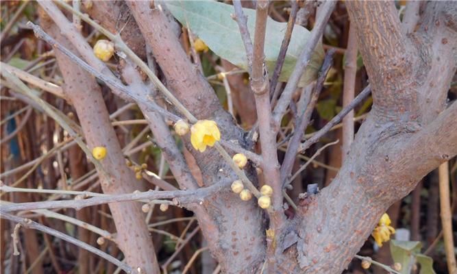 腊梅花种子什么时候种（腊梅花籽种植方法及时间）