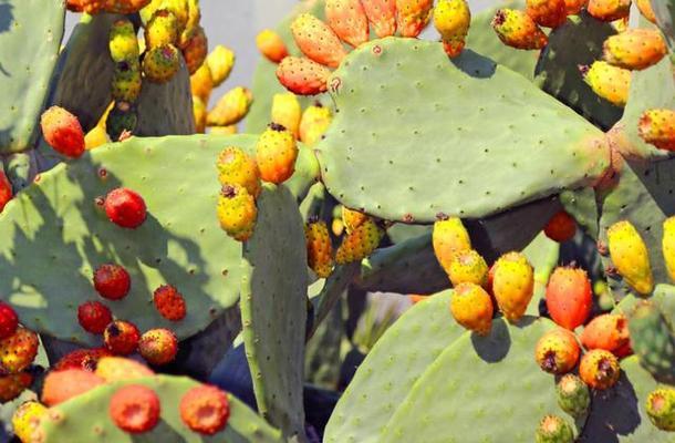 仙人掌适合什么土壤种植（仙人掌种植方法和注意事项）