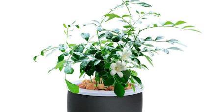 家里养九里香好吗（九里香种植方法和注意事项）