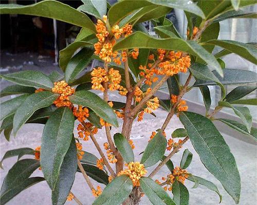 桂花种植方法是什么（有关桂花树的栽培技巧）