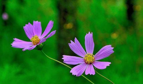 格桑花花期有多长时间（格桑花观赏时间）