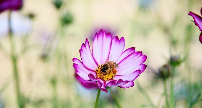 格桑花花期有多长时间（格桑花观赏时间）