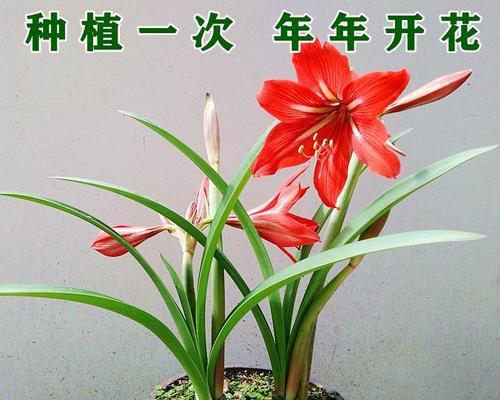 水仙花如何种植开花（水培水仙花的养护要点）