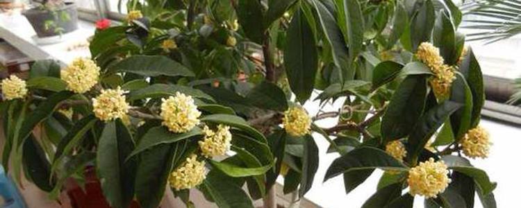 桂花养植注意事项是什么（养护桂花的方法技巧）