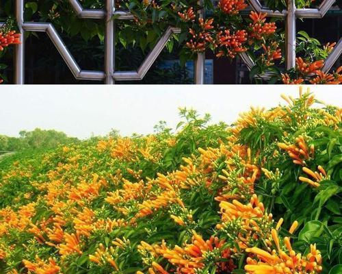 炮仗花怎么养殖（盆栽炮仗花的养殖方法）