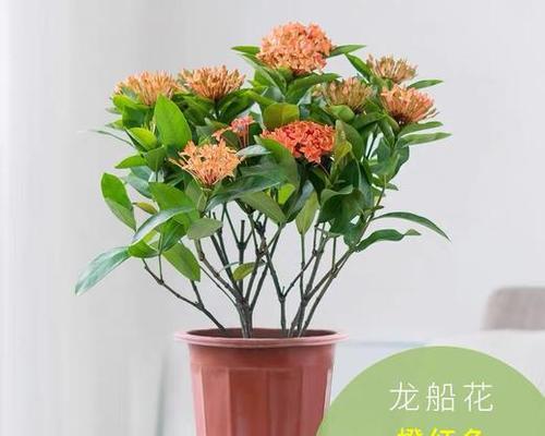 室内哪种花好养又好看（家里养的植物排名）