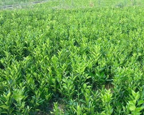 油茶树的种植技术与管理（培育高产优质油茶树的关键要素及方法）