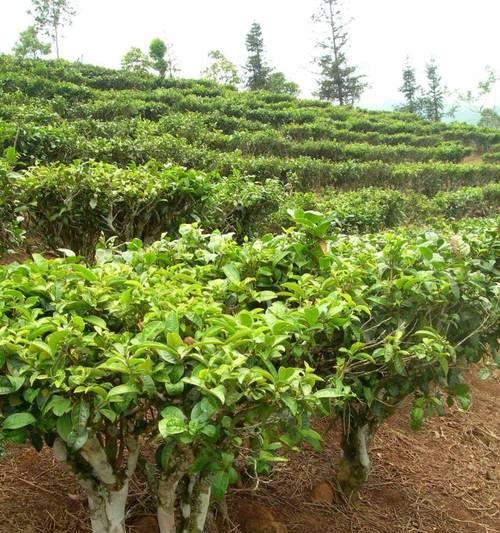 油茶树的种植技术与管理（培育高产优质油茶树的关键要素及方法）
