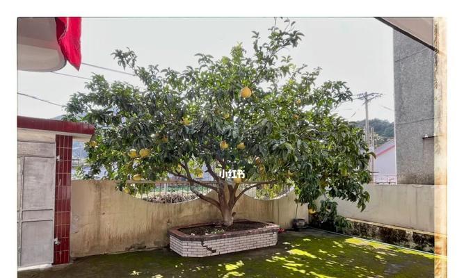 盆栽柚子树怎样养护（柚子树盆栽的种植与管理）