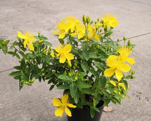 如何种植花卉（花卉种植技术大全）