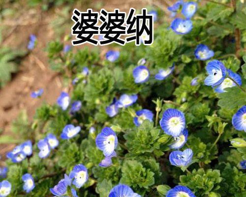 如何种植花卉（花卉种植技术大全）