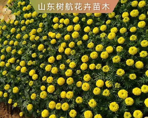 万寿菊种植方法和时间（养护万寿菊的方法）