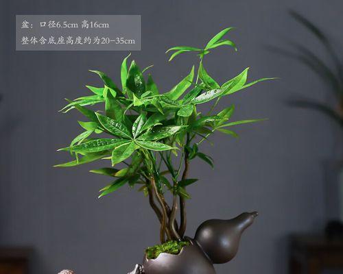 种的葫芦怎么打理（葫芦种植技术与管理）