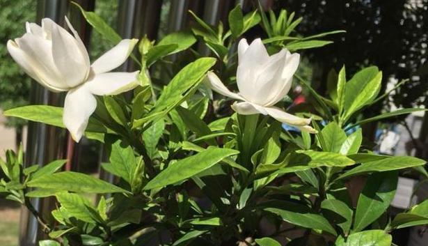 栀子花是几月开花的（观赏栀子花花期简介）