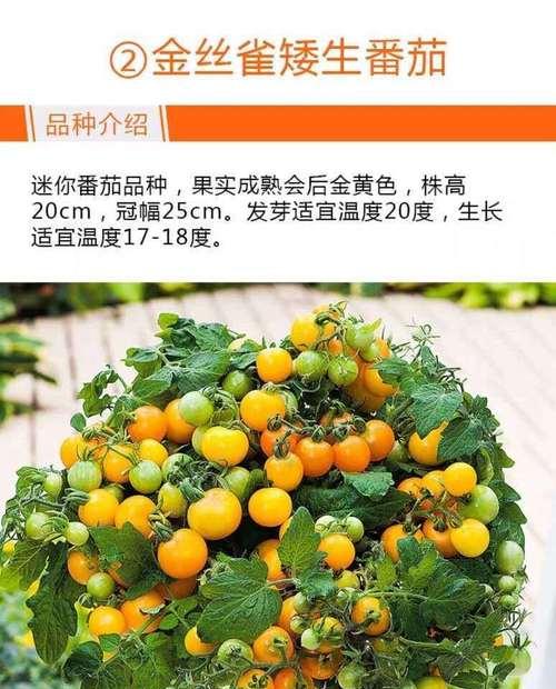 西红柿种子怎么种植（家庭番茄种植方法与步骤）