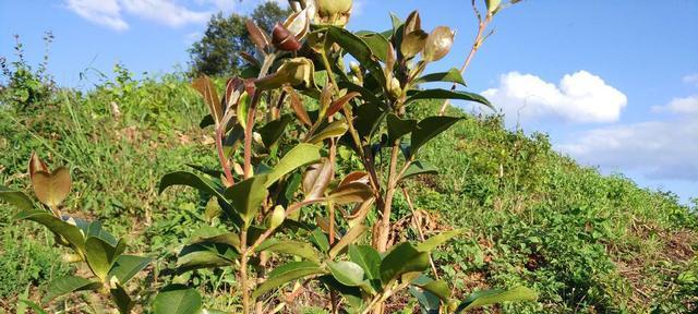 油茶种植前景如何（油茶种植技术与栽培管理）