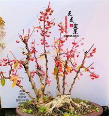 红果树盆景怎么养（红果树盆景的养殖方法讲解）