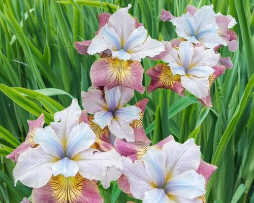 鸢尾花期多长（有关鸢尾花开花季节）