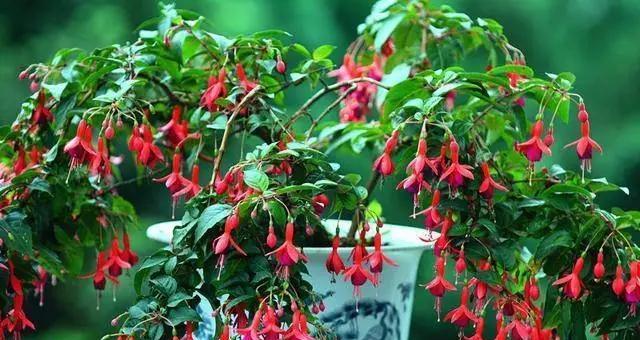 灯笼花如何养（灯笼花的养殖方法和注意事项）