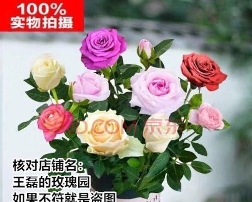 月季花用什么肥料（让月季爆盆的6个技巧）