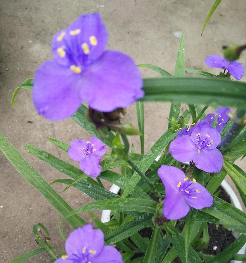 紫露草的养殖方法（打造美丽的紫露草花园）