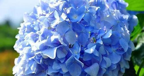 蓝色绣球花花语是什么意思（关于蓝色绣球花的象征意义）