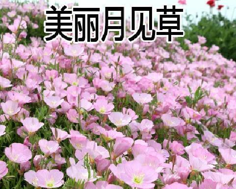 10月份开花的有什么花（十月份代表的花卉）