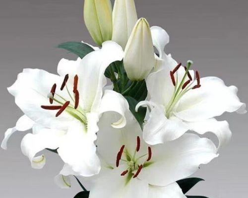 盆栽百合在家怎么养（百合花养殖技巧分享）