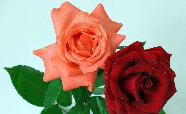 玫瑰花种类有哪些（十大最常见玫瑰花品种排名）