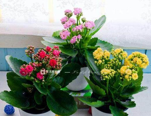 室内长寿花怎么养殖（长寿花的养殖方法和浇水）