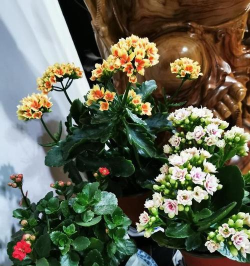 室内长寿花怎么养殖（长寿花的养殖方法和浇水）