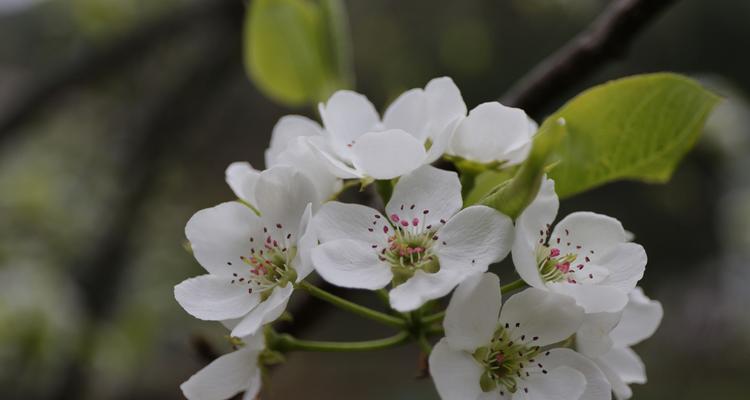 梨花开花时间什么季节（有关梨花的养护步骤）