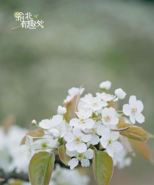 梨花开花时间什么季节（有关梨花的养护步骤）