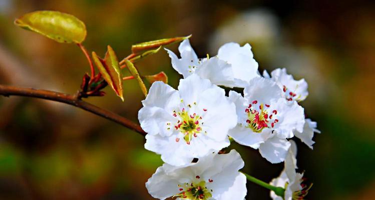 梨花开花时间什么季节（有关梨花的养护步骤）