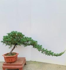 地柏盆景怎么养（地柏盆景的养殖方法讲解）