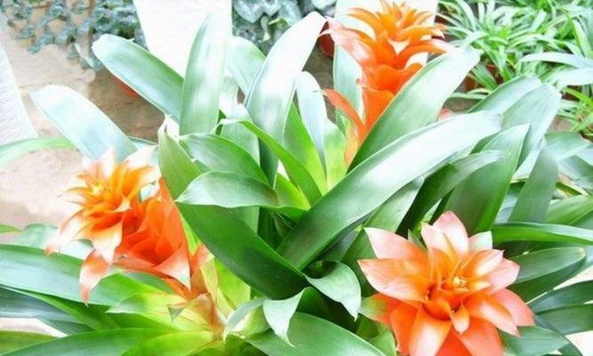 紫花凤梨花怎么养及繁殖方法（紫花凤梨花的养护知识）