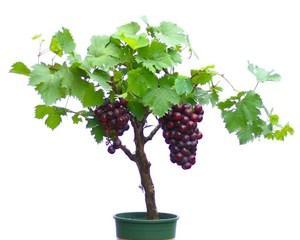 盆栽葡萄种哪个品种好（适合阳台盆栽葡萄种植推荐）