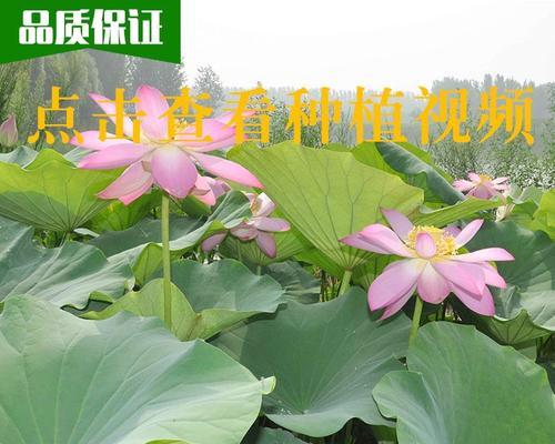 盆栽莲藕怎么种植（莲藕的种植方法和技术）