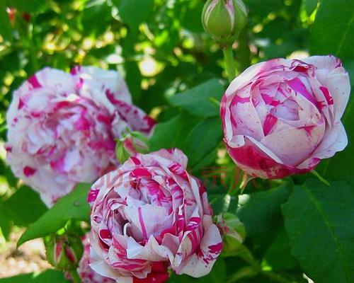 玫瑰花与月季花哪个好养（玫瑰花和月季花区别图解）