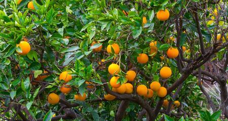 橙子树怎么修剪枝（有关橘树修剪教程）