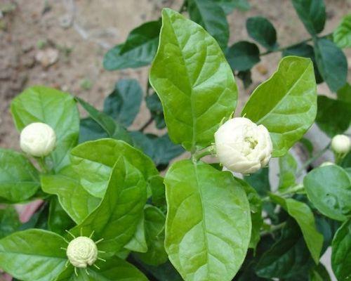 重瓣茉莉怎么养（有关重瓣茉莉养护要点）