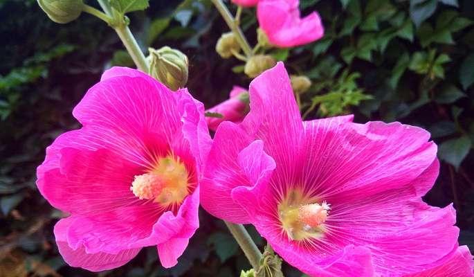 蜀葵花语及象征意义（一种常见的花卉植物）