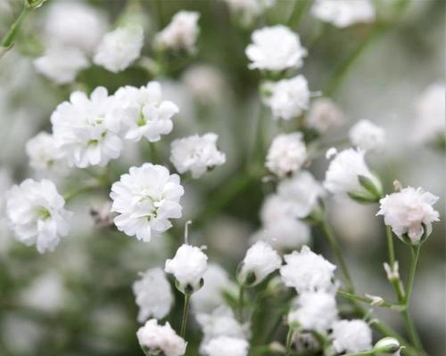 满天星怎么种植（有关满天星的种植方法及养护）