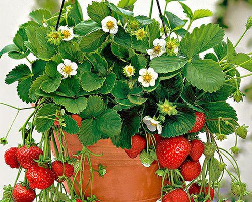 草莓适合什么时候种植（草莓种植方法和时间）
