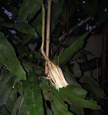 昙花一般晚上几点开花（关于昙花的花期时间）