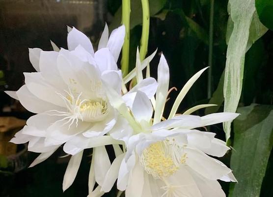 昙花一般晚上几点开花（关于昙花的花期时间）