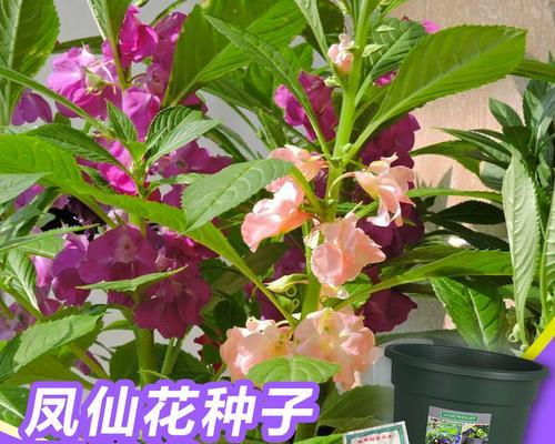 凤仙花的种子怎么播种（凤仙花的栽培技术要点）