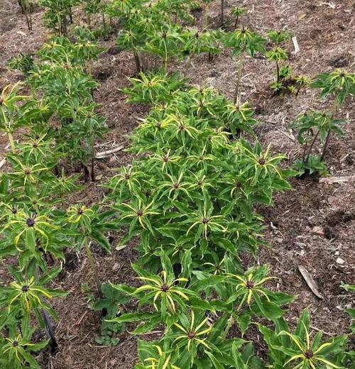 重楼种植技术与管理方案（打造美丽庭院的秘密武器）