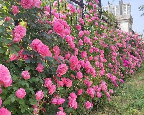 哪种爬墙花一年四季开（盘点六种最旺宅的爬藤花卉）