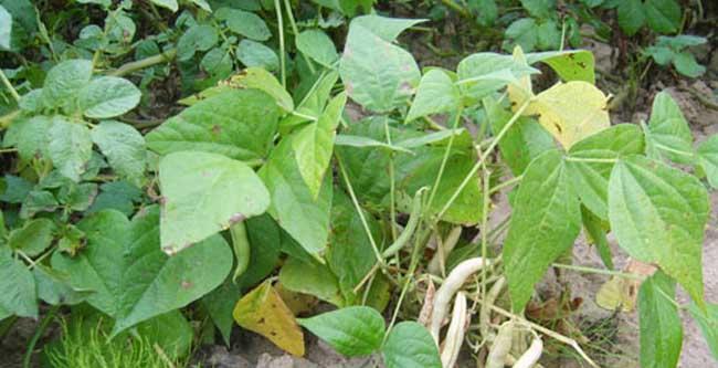 芸豆八月份还可以种吗（芸豆种植方法与时间）